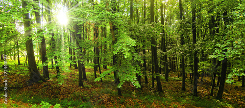 Beech trees forest at spring daylight  green leafs  sunrays   broad leaf trees. Relaxing nature sunshine. High resolution panoramic photo.Czech Republic Europe creative post processing. .