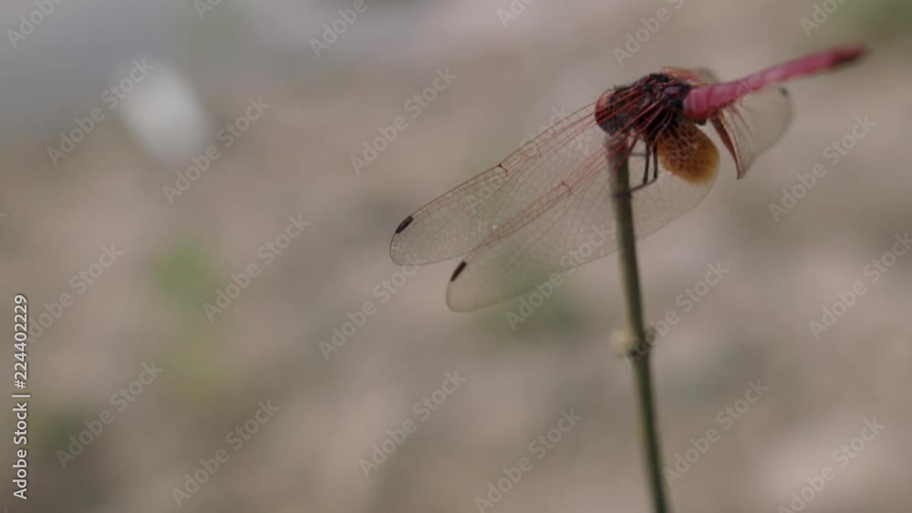 thailand dragonfly purple red thailand dragonfly purple red