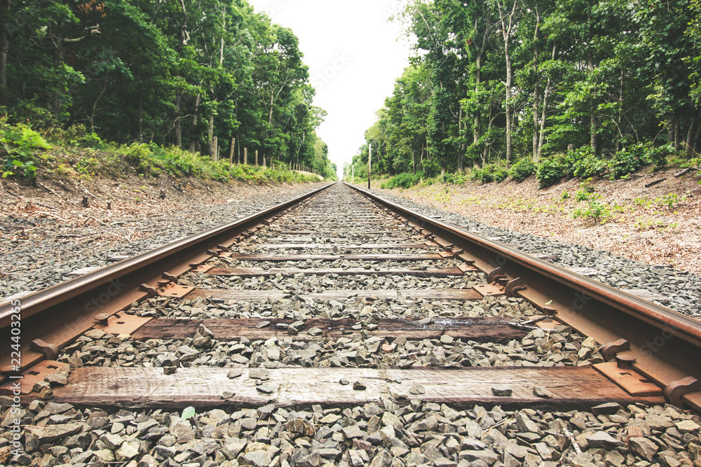 Fototapeta premium Woods & Fields Stock