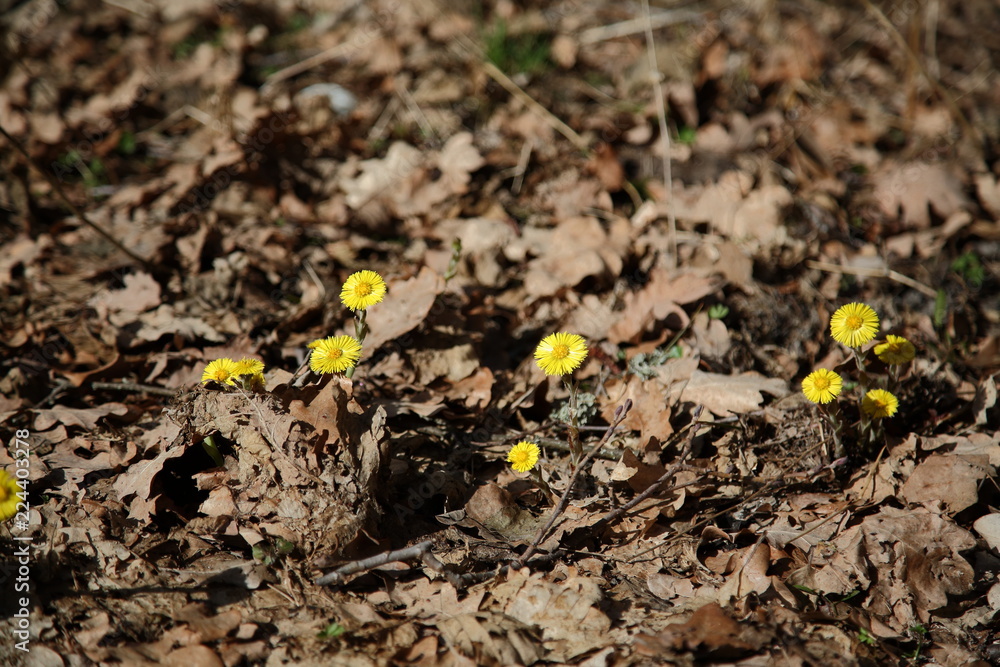 yellow flower in soil yellow flower in soil