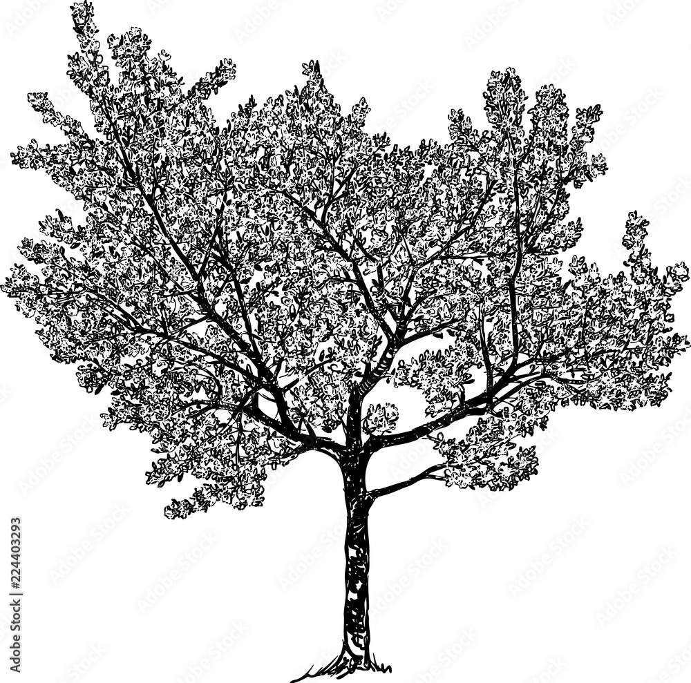 Naklejka premium Vector drawing of a flowering cherry tree