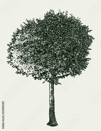 Vector image of a deciduous tree