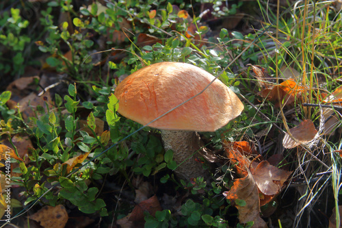 Orange-cap boletus photo