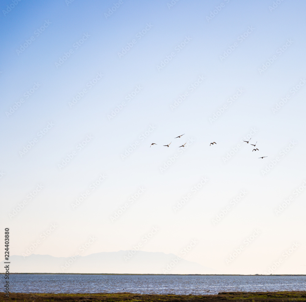 Ducks flying over the river in Evros Delta, Greece