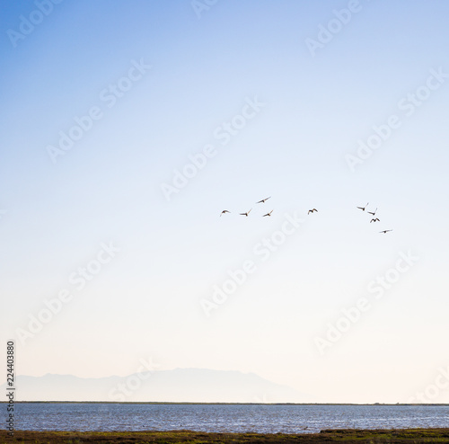 Ducks flying over the river in Evros Delta  Greece