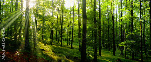 Beech trees forest at spring daylight