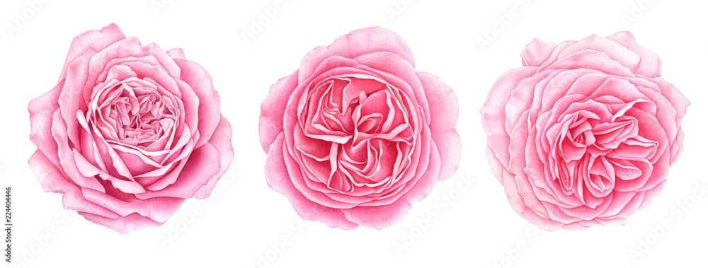 Set of beautiful garden pink roses isolated on white background. Hand drawn watercolor botanical illustration.