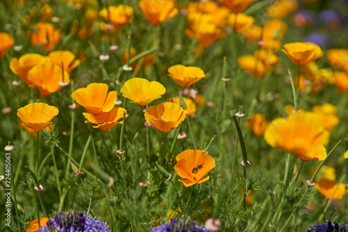 California yellow poppies grow on a green field in the spring.