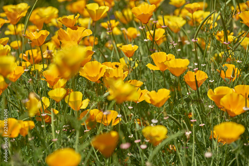 California yellow poppies grow on a green field in the spring.