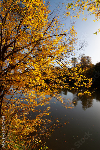 Yellow, autumn colored trees at a lake