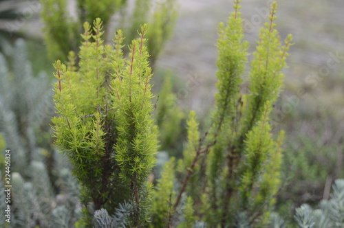 Photos Erica Arborea Albert's Gold - light green shrub heather, without flowers