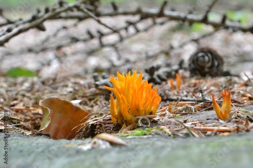 Photos Closeup photograph of a yellow stagshorn (Calocera viscosa) fungus