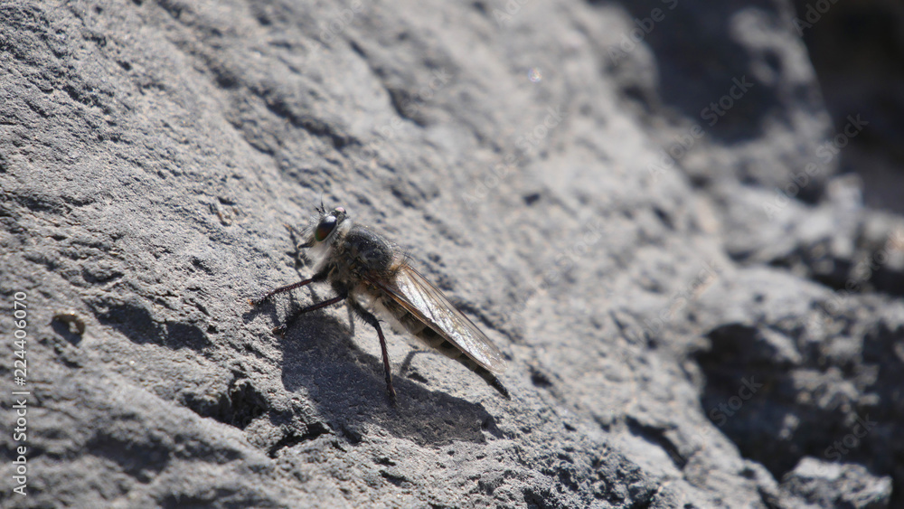 insecto en pared insecto en pared