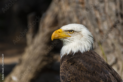 bald eagle looking sideways