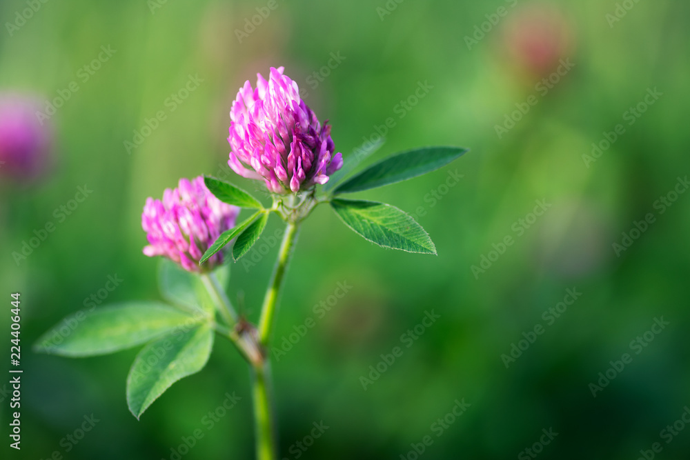 Clover flower Clover flower