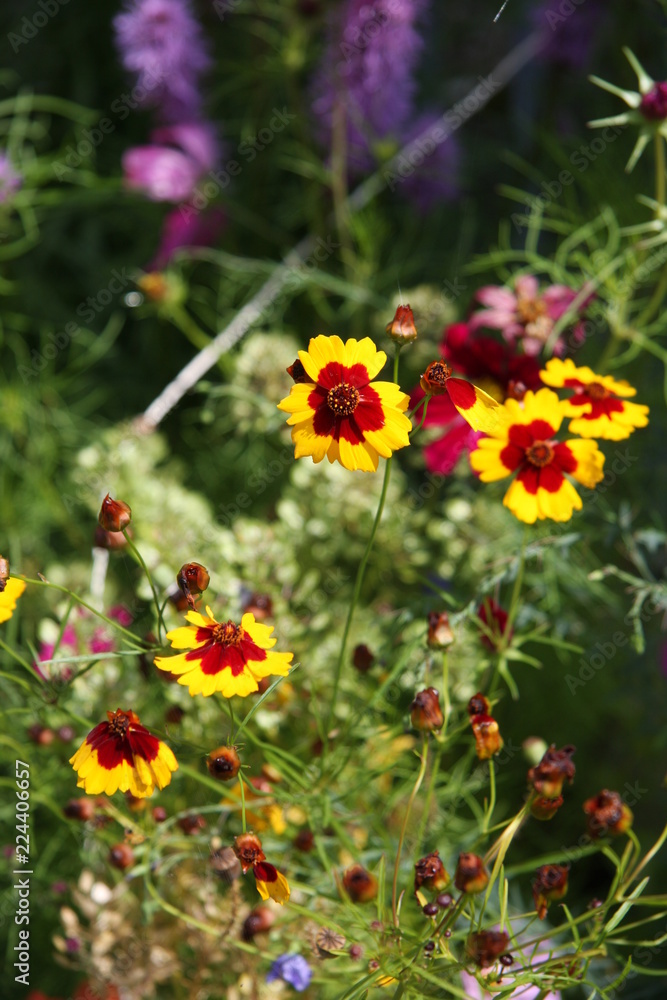 Fototapeta premium Garden