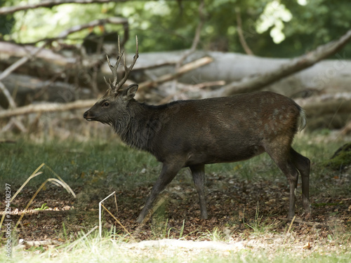 Sika deer  Cervus nippon 