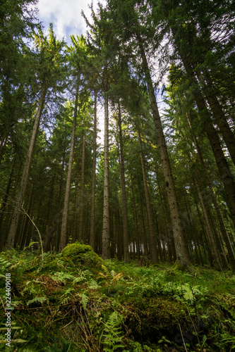 Ein kleiner Blick durch den Wald © Prinzregent