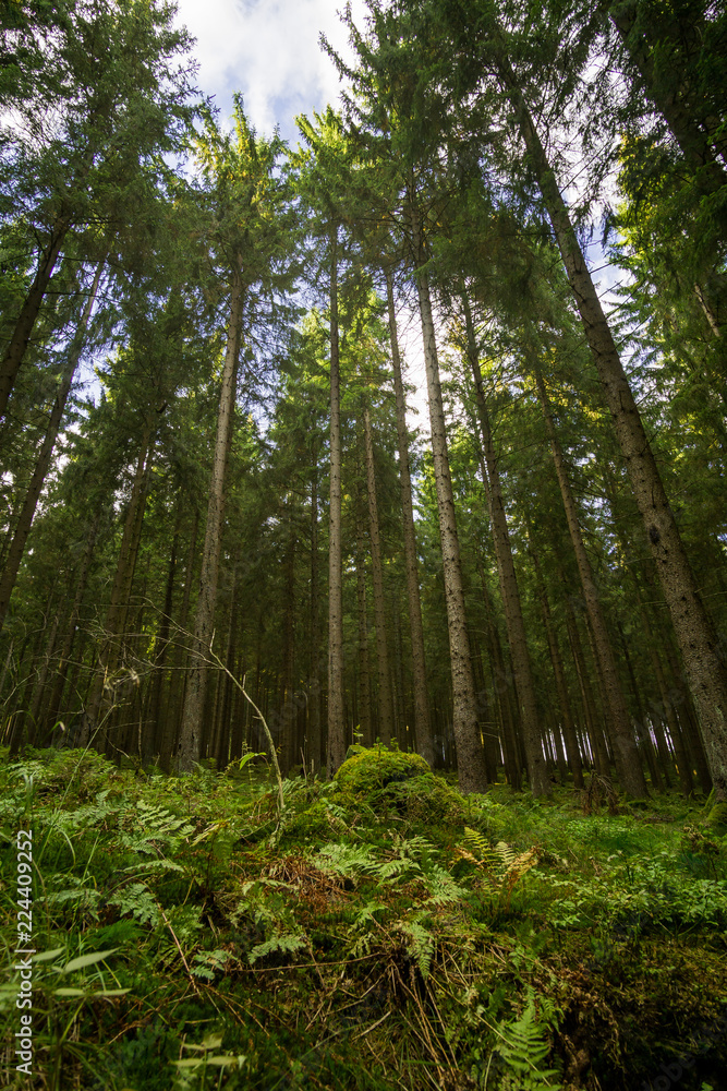 Ein kleiner Blick durch den Wald Ein kleiner Blick durch den Wald