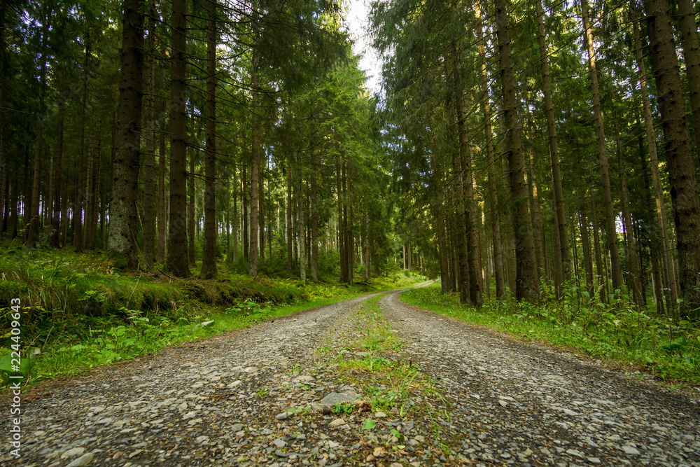 Obraz premium Ein kleiner Blick durch den Wald