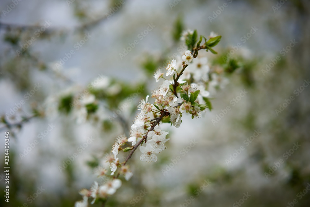 Flowers of wild plum blossomed in the spring. Flowers of wild plum blossomed in the spring.