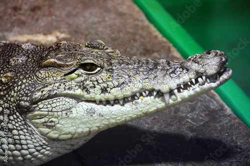 Crocodile close-up. Aligator