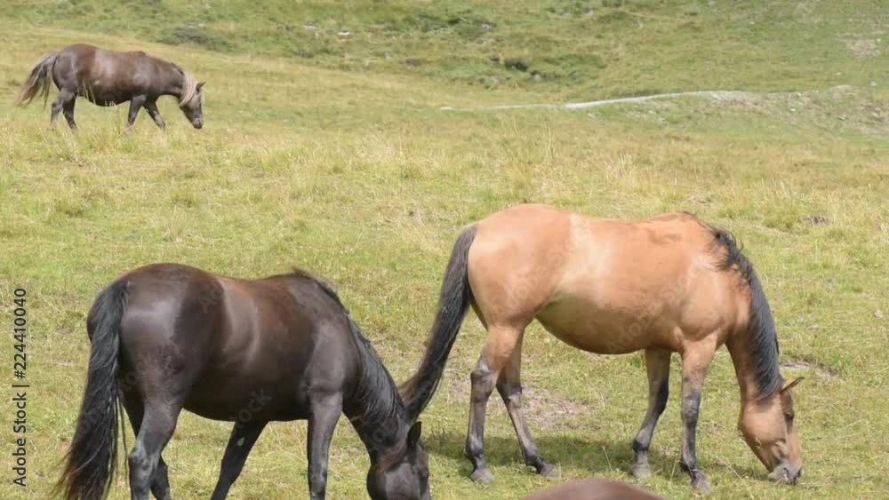 Horses on high alpine willow in summer Horses on high alpine willow in summer