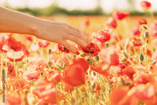 Fototapeta Naklejka Na Ścianę i Meble -  Female hand touching red poppies.