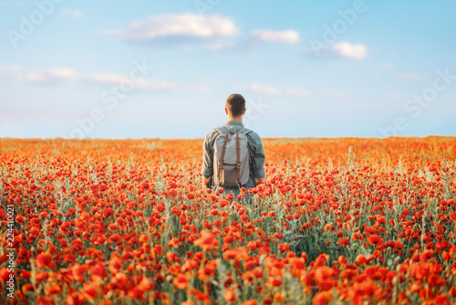 Traveler man walking in poppies flower meadow.