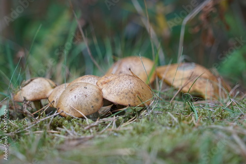 Mushrooms in the forest at Formby in England in autumn time