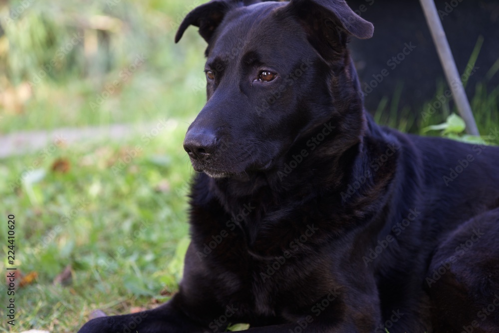 black dog in the garden