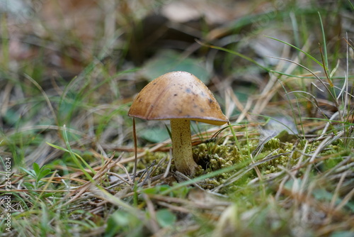 Mushrooms in the forest at Formby in England in autumn time