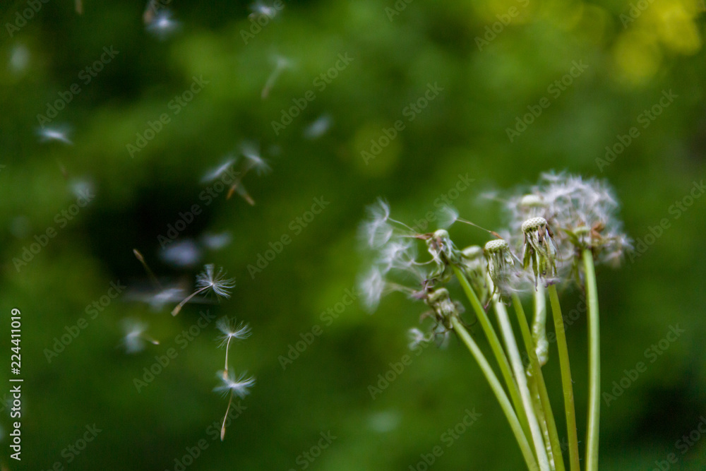 Naklejka premium dandelion in grass