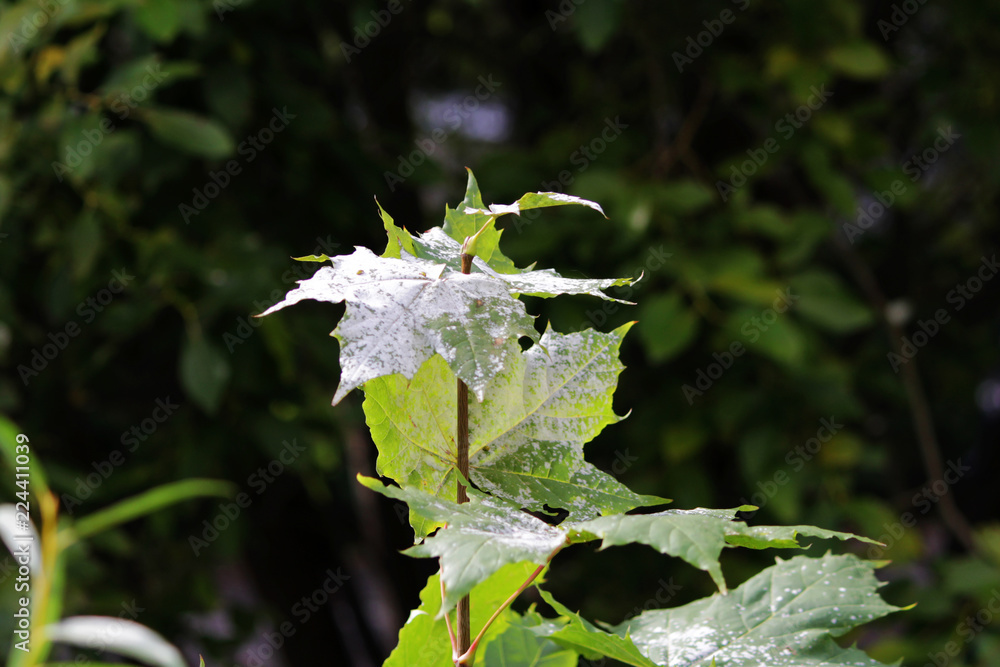 powdery mildew in the form of white spots cover the leaves of young