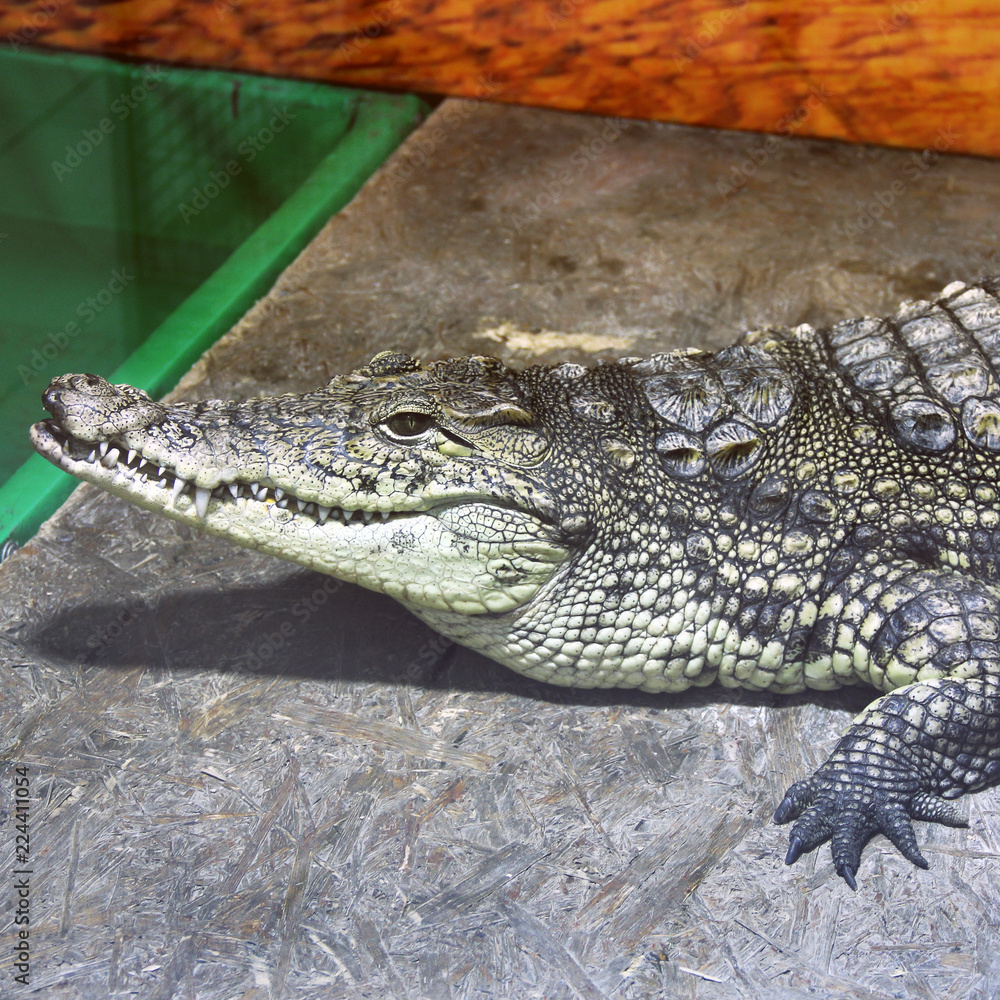 Obraz premium Crocodile close-up. Aligator