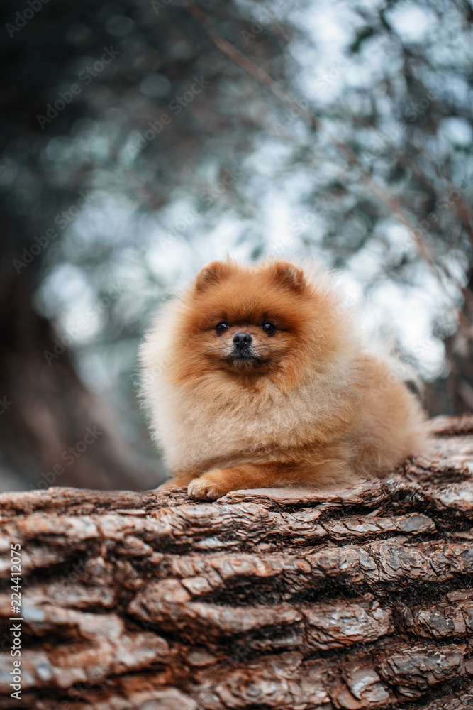 Pomeranian dog outdoor.Portrait of beautiful pomeranian dog. Dog print Pomeranian dog outdoor.Portrait of beautiful pomeranian dog. Dog print