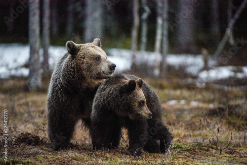 She-Bear and Cub of Brown bear on the swamp in the spring forest. Natural habitat. Scientific name: Ursus Arctos Arctos.
