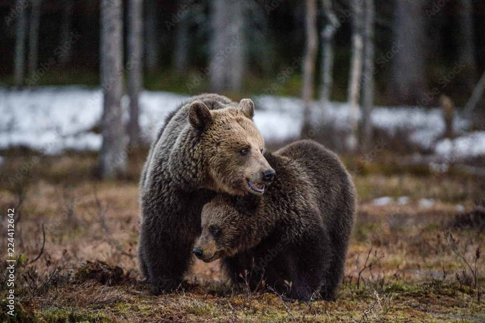 She-Bear and Cub of Brown bear on the swamp in the spring forest. Natural habitat. Scientific name: Ursus Arctos Arctos.