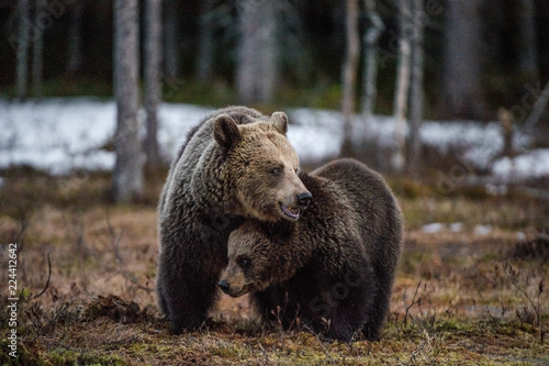 She-Bear and Cub of Brown bear on the swamp in the spring forest. Natural habitat. Scientific name: Ursus Arctos Arctos. © Uryadnikov Sergey