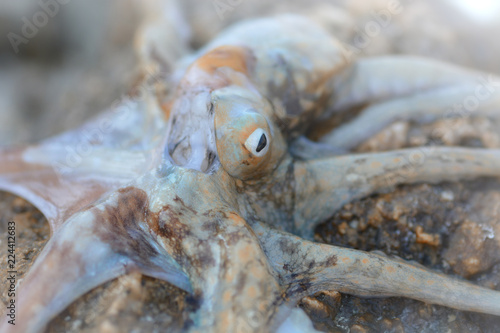 Sea octopus on a rock