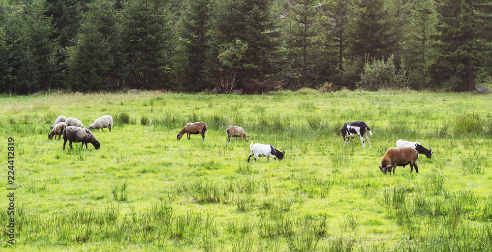 Goats and lambs grazing on the juicy grass of the forest Goats and lambs grazing on the juicy grass of the forest