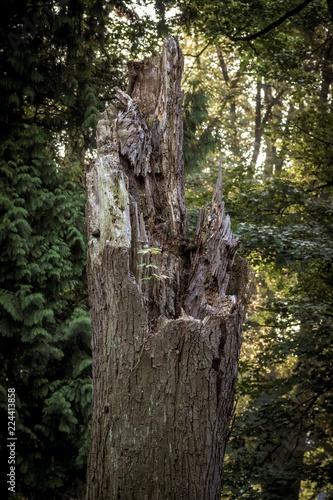 kikut starego połamanego drzewa w lesie