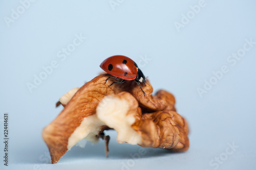 Fototapeta Naklejka Na Ścianę i Meble -  Ladybug sitting on a walnut kernel. Closeup