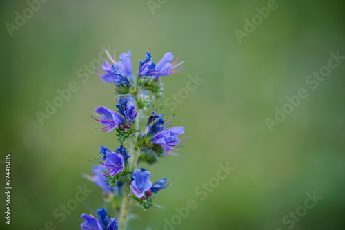 Blue flower Echium blossomed on a warm spring day.