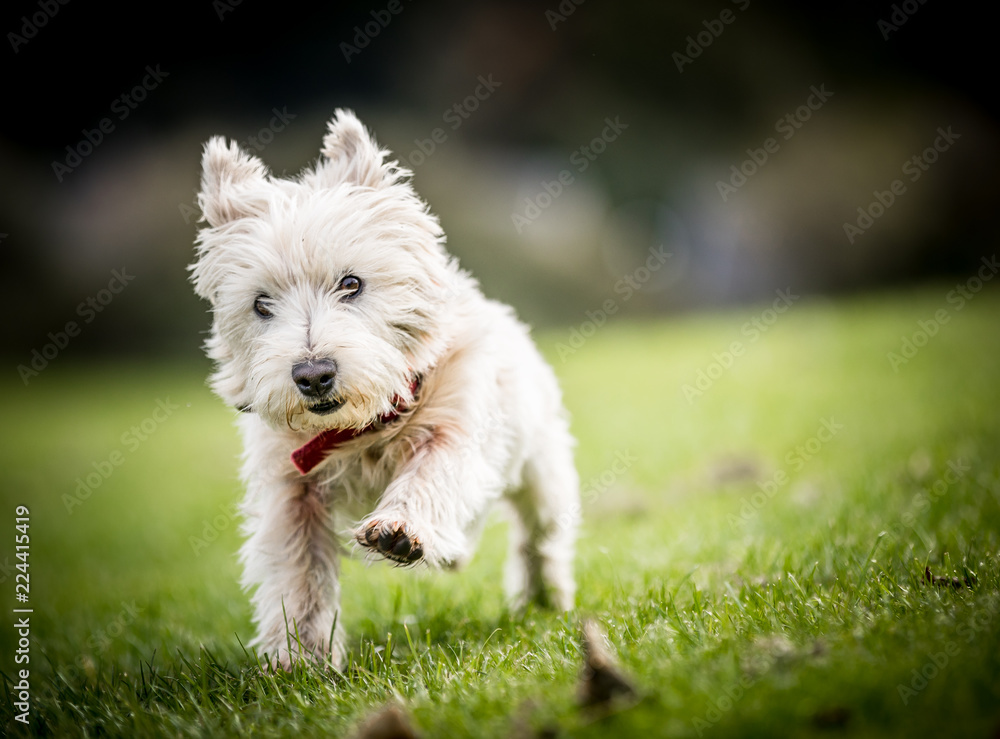 The West Highland Terrier The West Highland Terrier