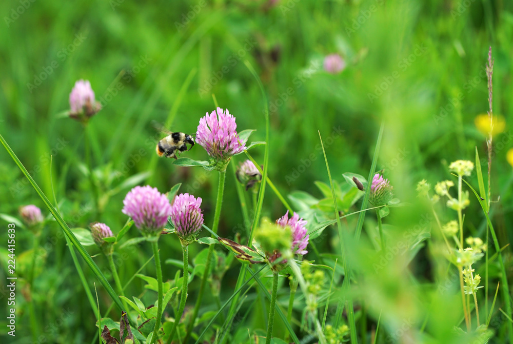 Hard-working bumblebee gathers honey on pink clover colors on a warm spring day. Hard-working bumblebee gathers honey on pink clover colors on a warm spring day.