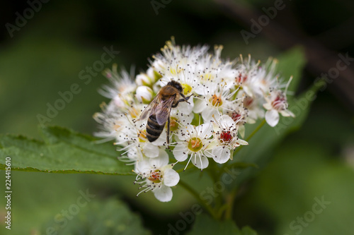 Hardworking bee collects honey on hawthorn flowers on a warm spring day.
