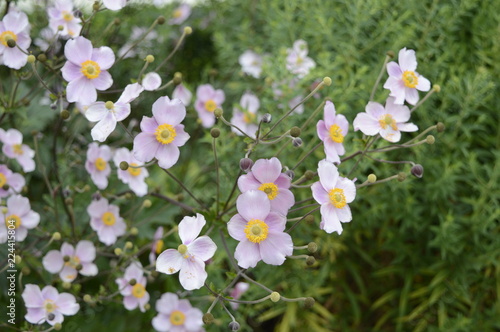 Japanese anemone - delicate tall light pink flowers growing in bush © agatchen