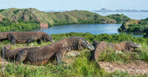 Komodo dragon in natural habitat. Scientific name  Varanus komodoensis. Natural background is Landscape of Island Rinca. Indonesia.