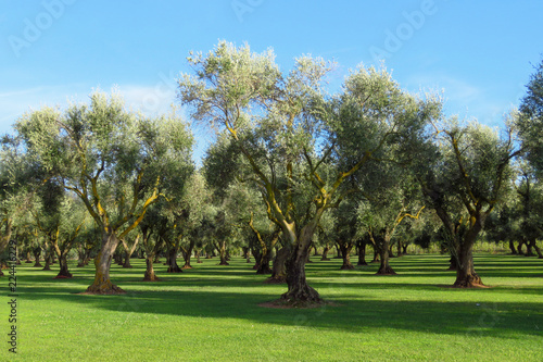 Orchard of olive trees in Santa Maria La Palma, Sardinia, Italy